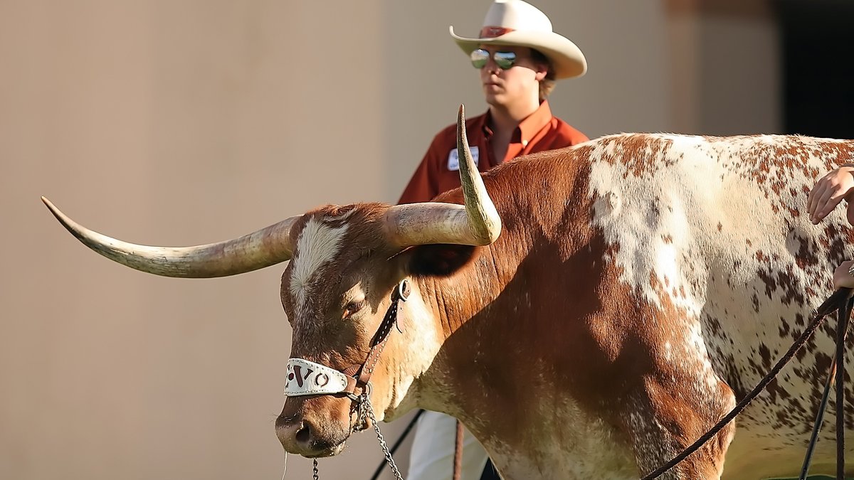 Texas Longhorns mascot Bevo, a longhorn steer, standing beside his handler in a cowboy hat