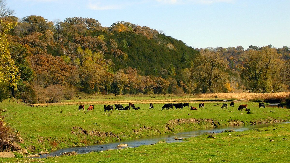 Cattle graze in a green pasture beside a creek below tree-covered hills