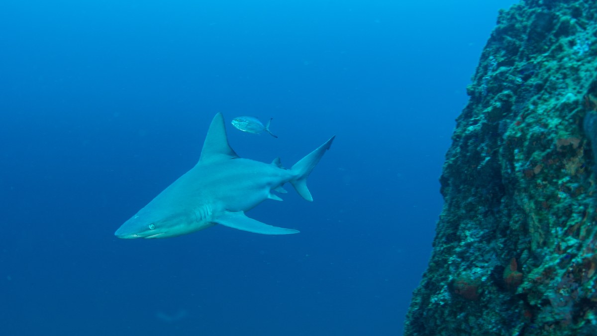 A sleek gray shark glides through deep blue water beside a rocky reef wall with a small fish swimming above it