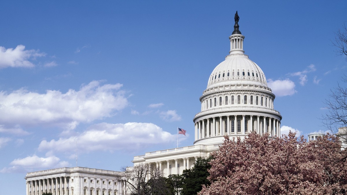 The U.S. Capitol dome under a blue sky with pink magnolia trees blooming on the grounds