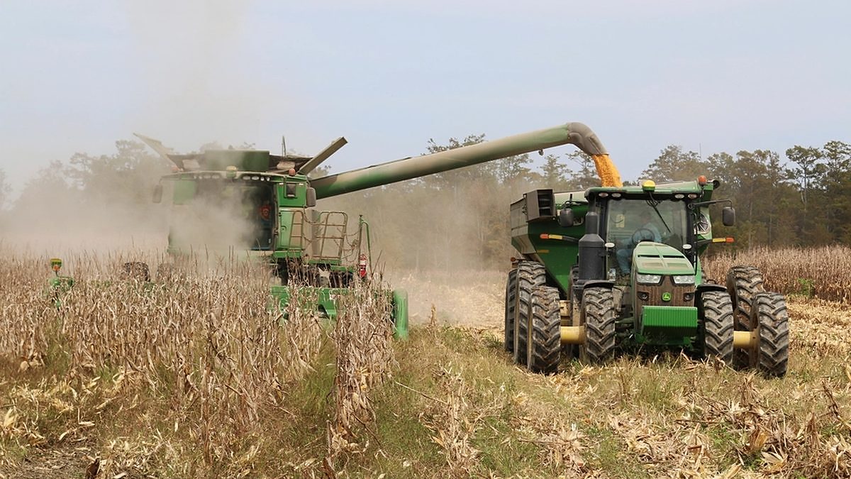 A combine unloads harvested corn into a grain cart pulled by a green tractor