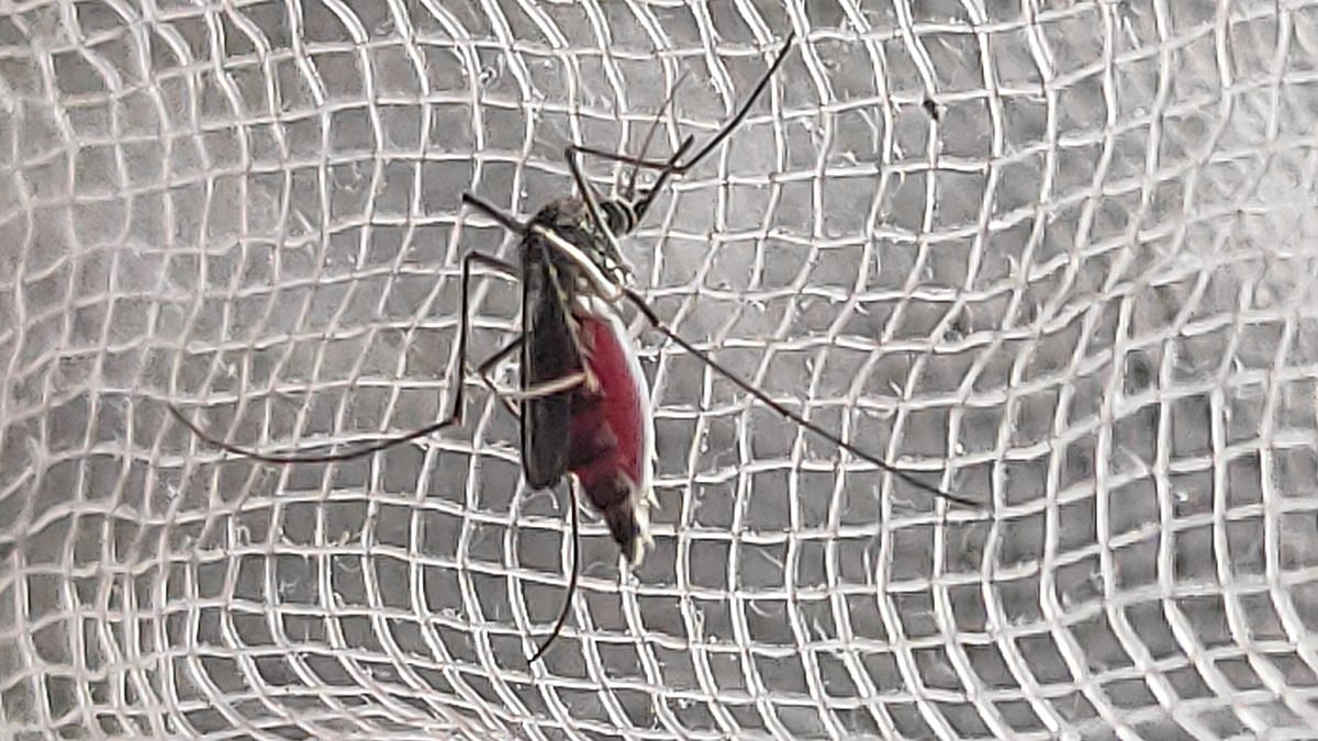 Close-up of an Aedes aegypti mosquito, the species that spreads dengue, feeding on human skin