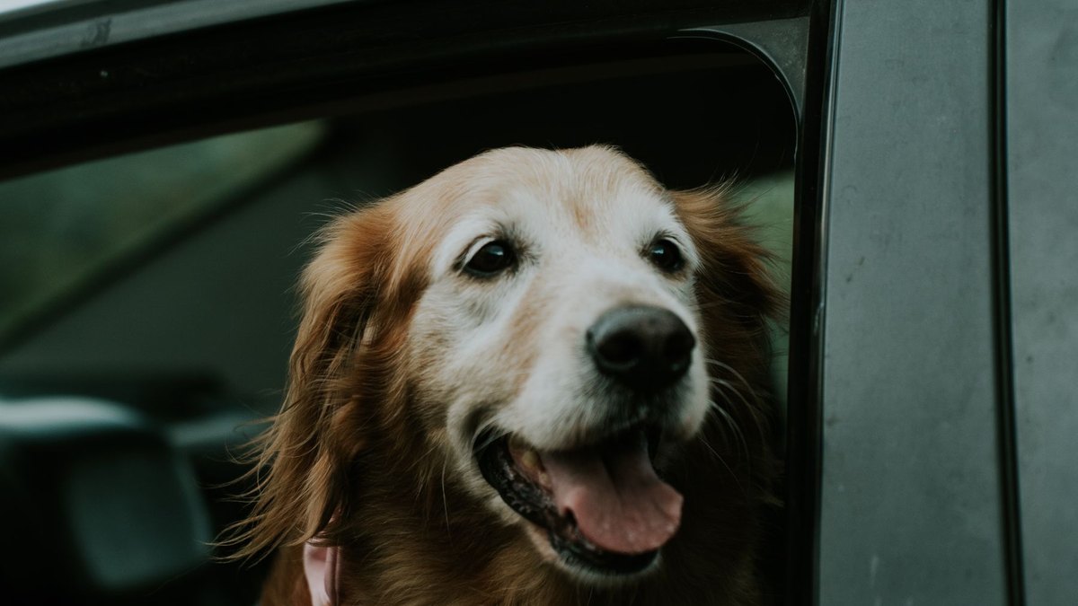 A smiling golden retriever with its mouth open looking out the open window of a white car