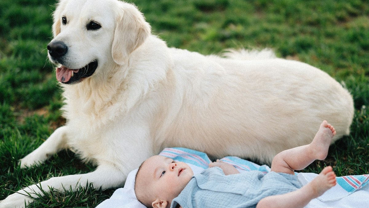 A cream Golden Retriever lying on the grass beside a smiling baby on a blanket