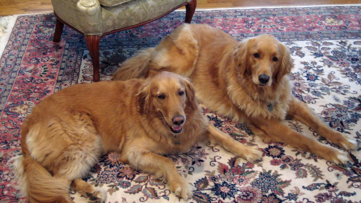 Two golden retrievers lie side by side on a colorful patterned rug in a living room looking toward the camera