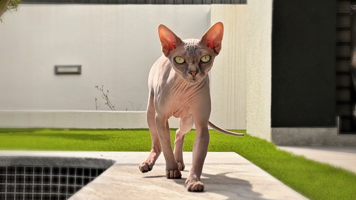 A hairless Sphynx cat with big ears and yellow-green eyes walks toward the camera along a stone ledge beside green grass