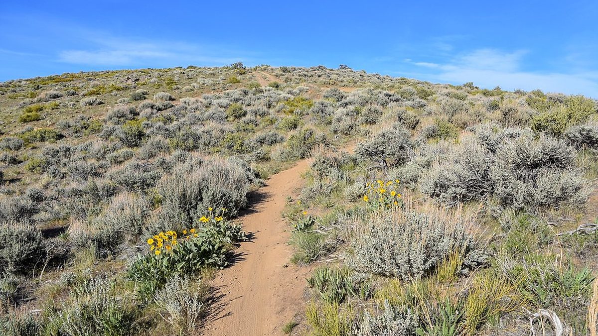 A dirt trail climbs through sagebrush hills near Reno, Nevada