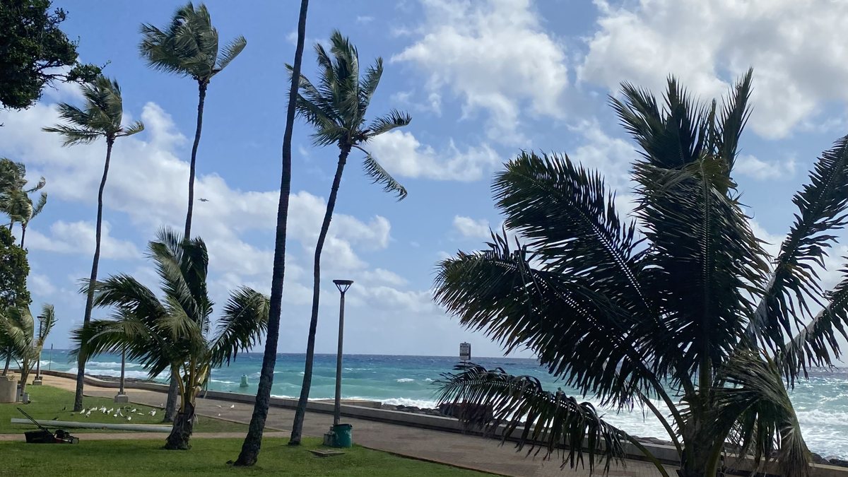 Palm trees along the Kakaʻako waterfront in Honolulu with the ocean in the distance