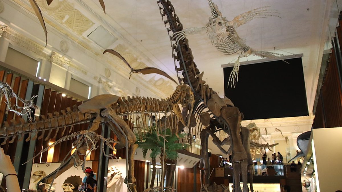 Towering dinosaur skeletons on display in a natural history museum hall