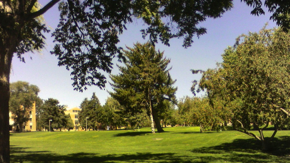 Green lawn and tall trees on the Idaho State University campus in Pocatello on a sunny day