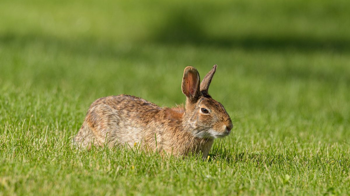 A brown wild rabbit crouching in short bright green grass with its ears up