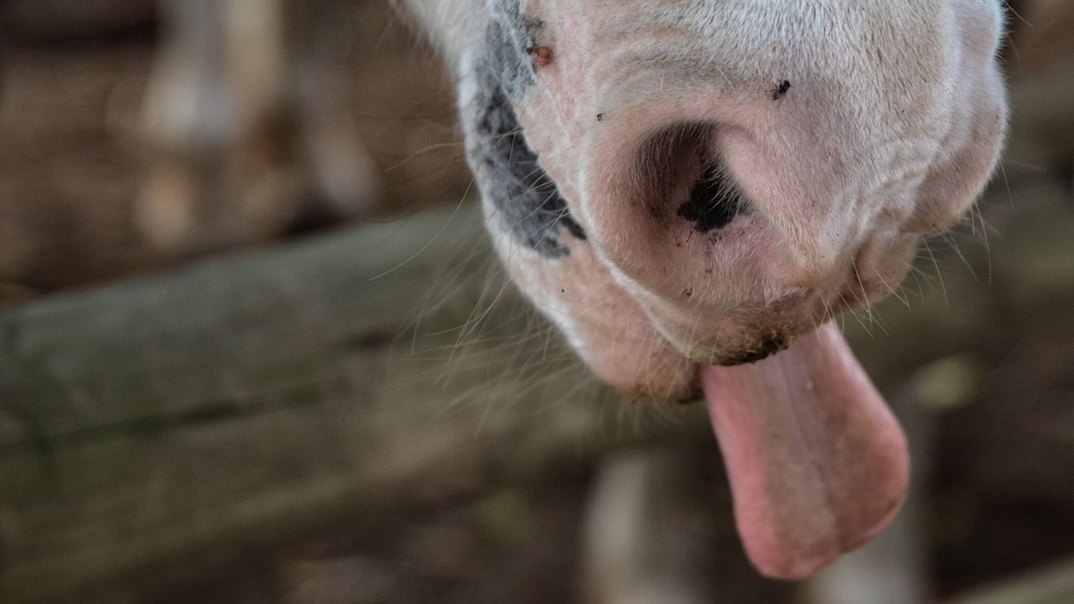 A white horse's muzzle up close with its pink tongue sticking out over a wooden fence