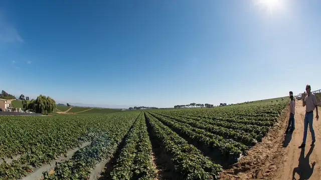 Rows of strawberry plants stretching across a farm field under a blue sky