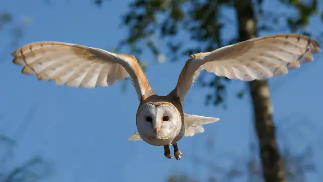 A white-faced barn owl flies toward the camera with its wings spread wide against a blue sky