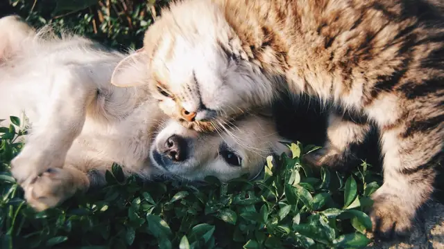 A small tabby kitten nuzzled against a fluffy light-colored dog lying in green clover