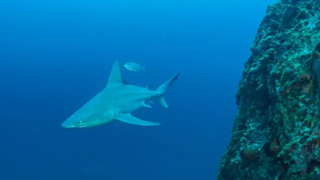 A sleek gray shark glides through deep blue water beside a rocky reef wall with a small fish swimming above it