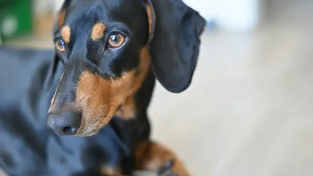 A black and tan dachshund resting indoors and gazing up with big brown eyes