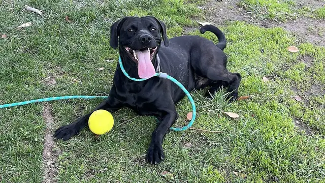 A happy black dog on a teal leash lies in the grass with its tongue out next to a bright yellow ball