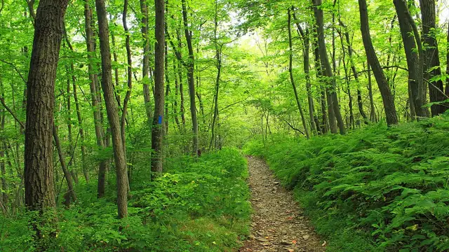 A dirt footpath winding through a green wooded area