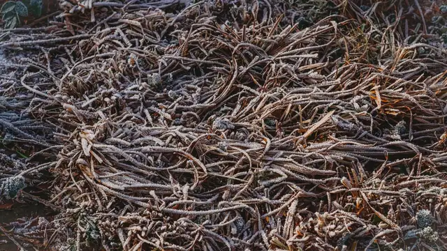 Ice crystals of frost coat thin blades of dry grass on a cold morning