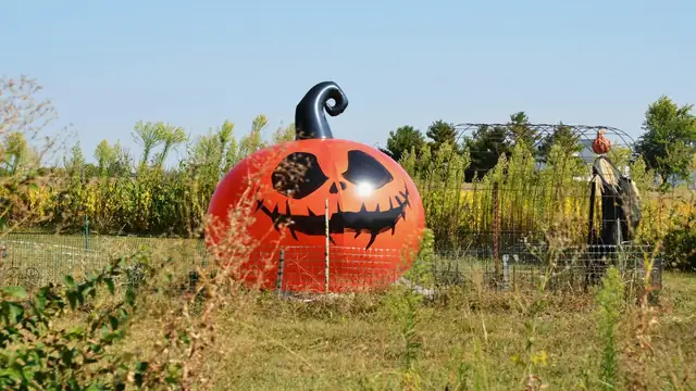 A giant inflatable jack-o'-lantern with a carved grin sitting in a grassy field on a sunny fall day