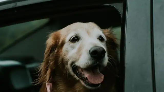 A smiling golden retriever with its mouth open looking out the open window of a white car