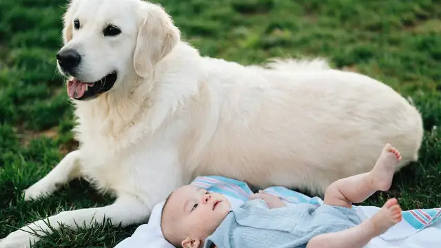 A cream Golden Retriever lying on the grass beside a smiling baby on a blanket