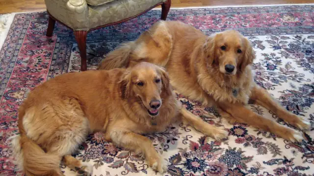 Two golden retrievers lie side by side on a colorful patterned rug in a living room looking toward the camera
