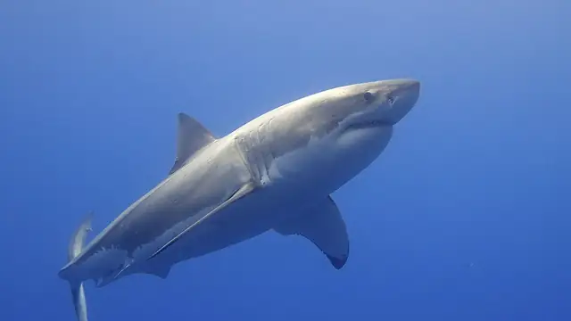 A great white shark swims in open blue water