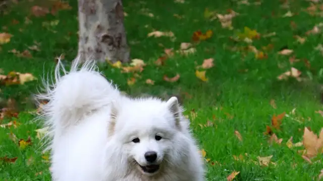 A fluffy white dog walking on green grass covered with autumn leaves
