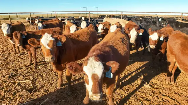 Brown and white cattle crowd together in a dirt feedlot in New Mexico on a sunny day