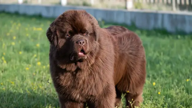 A fluffy brown Newfoundland dog standing on green grass dotted with small yellow flowers