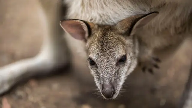 A fuzzy baby kangaroo peeking its head from its mother's pouch in soft light