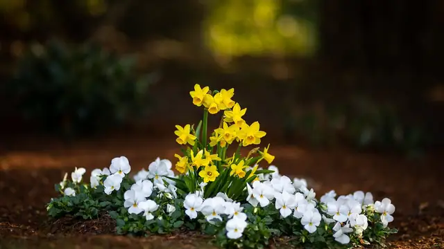 Yellow daffodils and white pansies blooming in dark soil in soft evening light