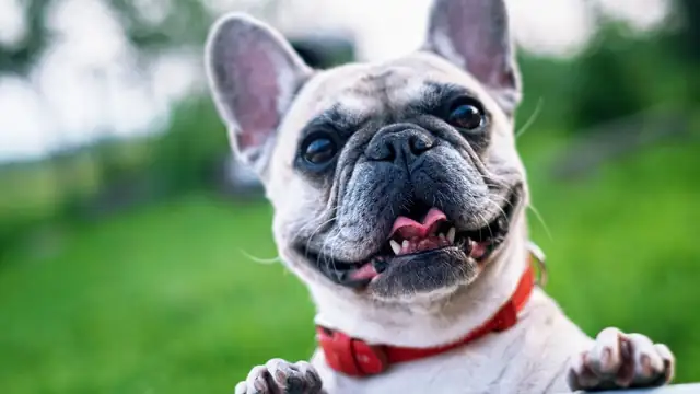 A smiling cream French bulldog with a red collar looking up outdoors