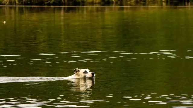 A light-colored dog swimming in a calm lake with green trees along the shore