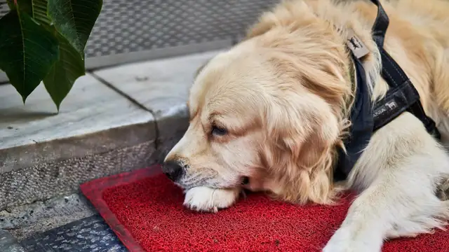 A fluffy golden retriever in a harness rests its chin on a red mat beside a sidewalk with a calm sleepy look