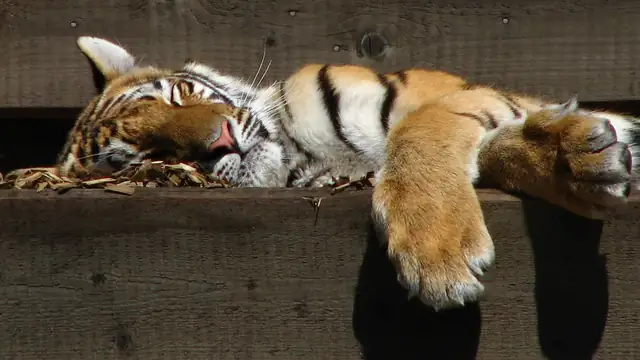 A tiger resting beside a wire fence inside a zoo enclosure