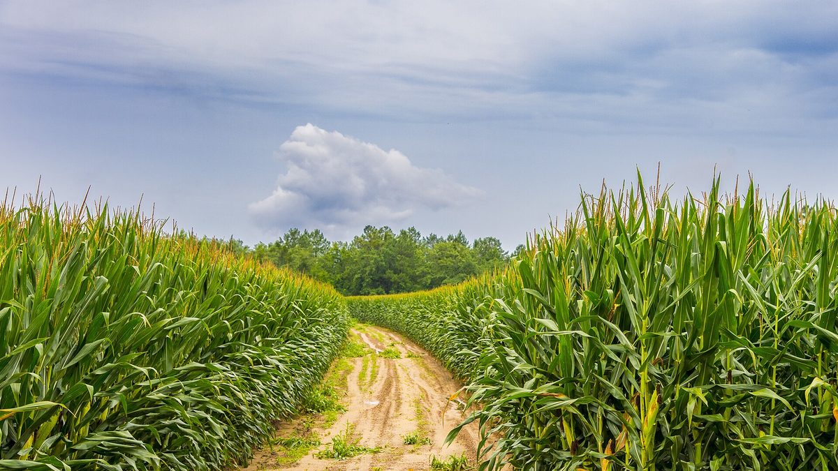 A dirt path between rows of tall corn near Lyons in Toombs County, Georgia