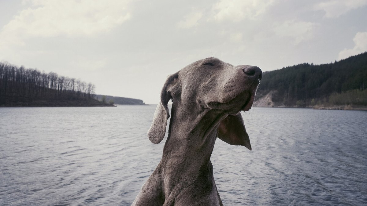A gray Weimaraner with floppy ears lifts its nose into the breeze in front of a calm lake and wooded hills