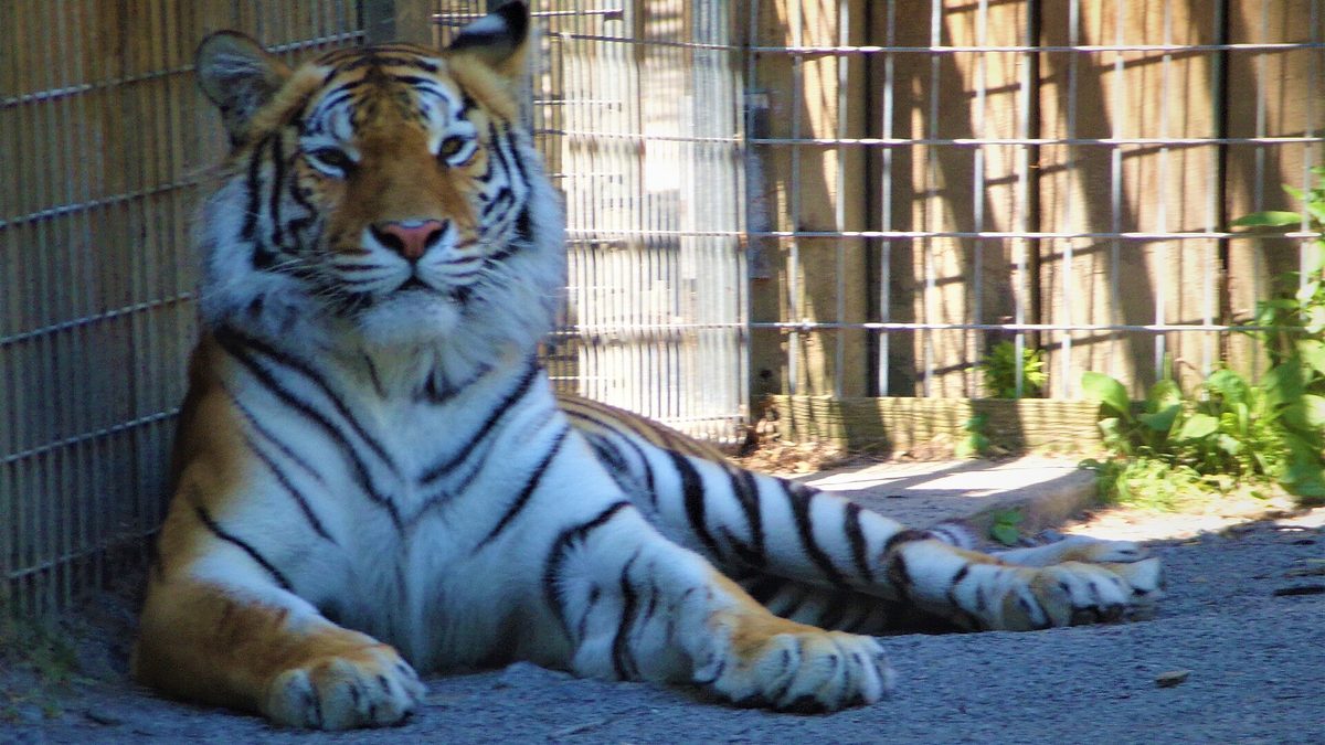 A tiger resting beside a wire fence inside a zoo enclosure